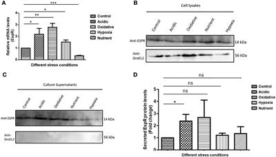 Mycobacterium tuberculosis EspR modulates Th1-Th2 shift by transcriptionally regulating IL-4, steering increased mycobacterial persistence and HIV propagation during co-infection